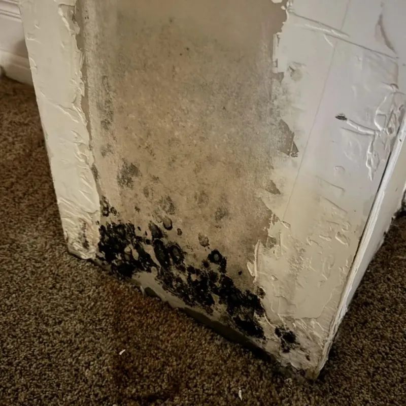 Professional Mold Removal in Botetourt County, VA